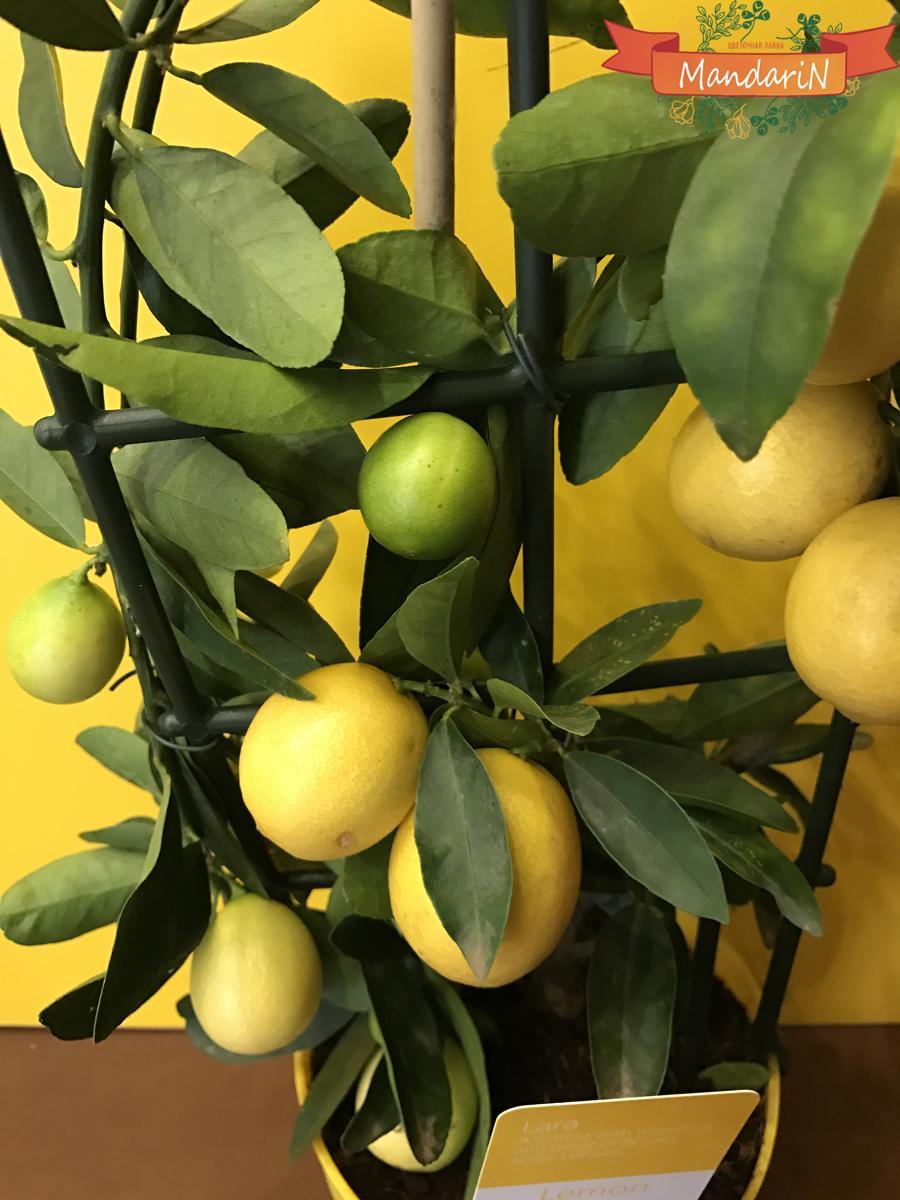 цитрусовое дерево лимон
