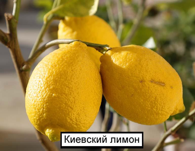 Киевский лимон