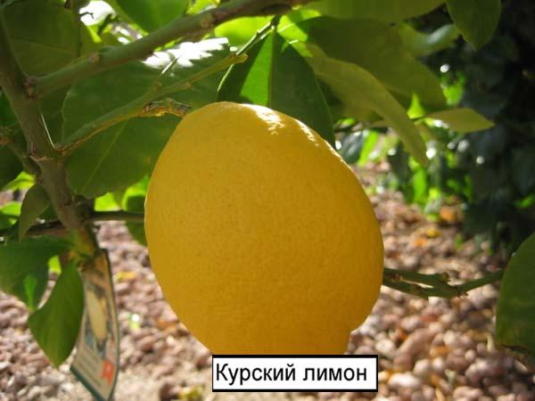 Курский лимон