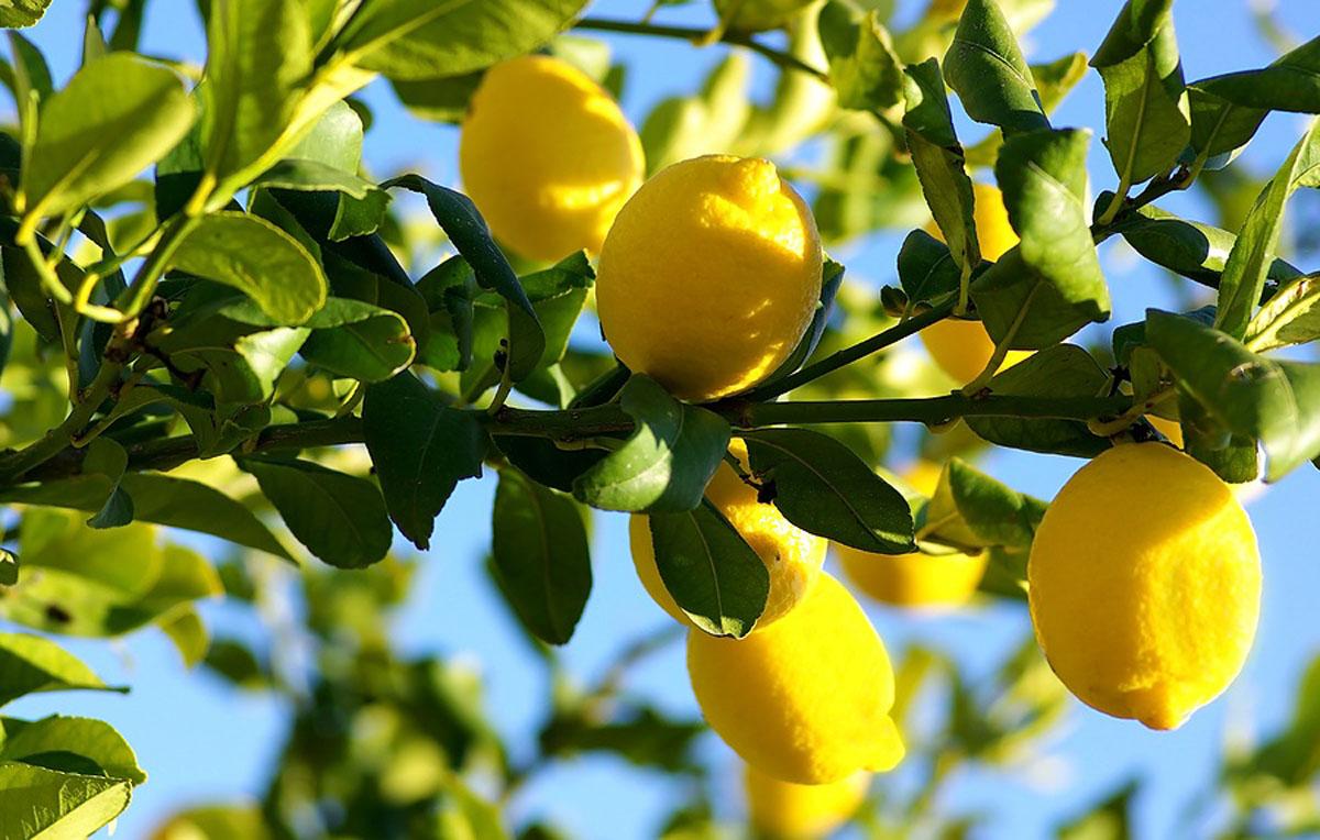 Плоды лимона