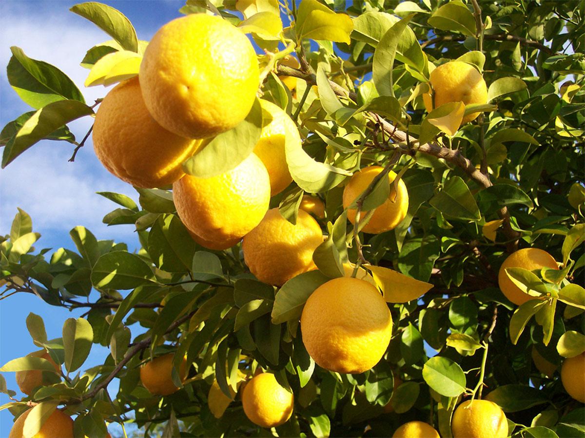 Лимонное дерево в природе фото