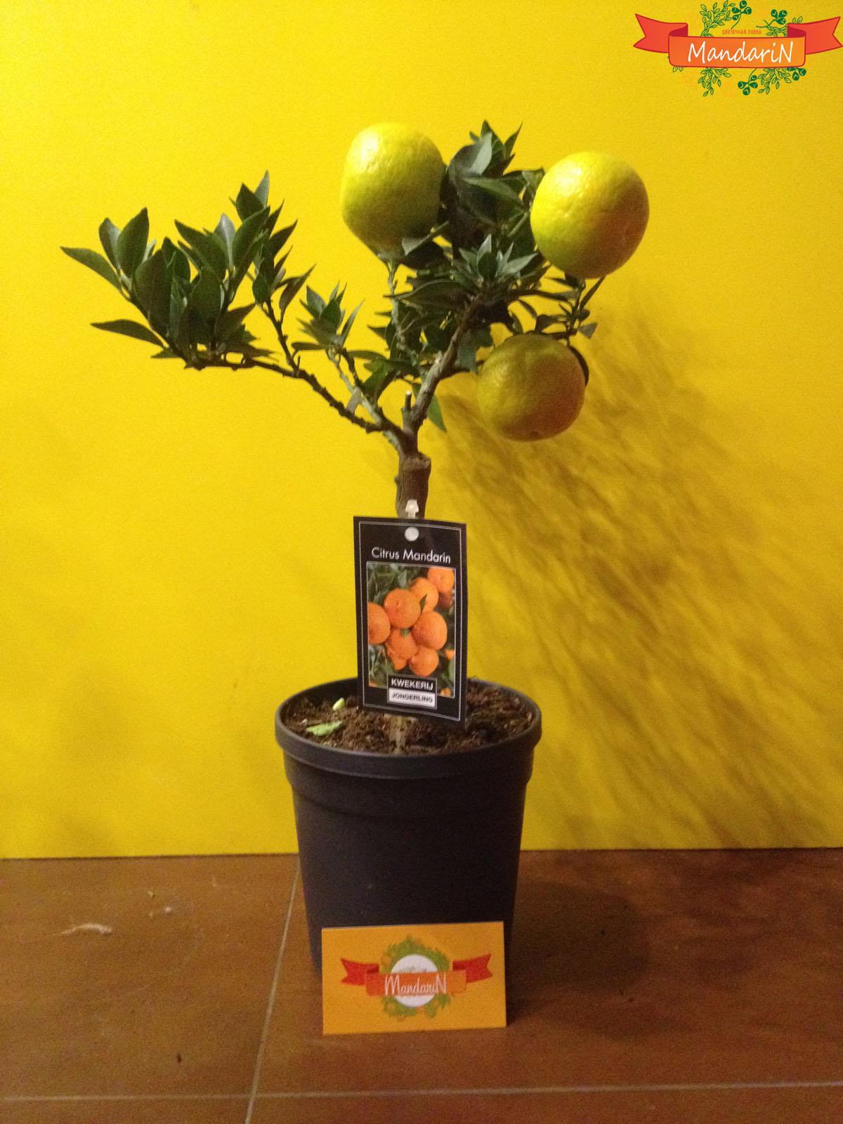 Апельсин в магазине Мандарин