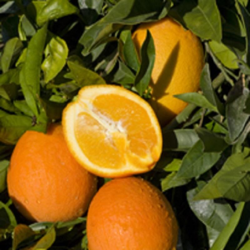 Апельсин Навелина Корругатор - C. sinensis Navelina