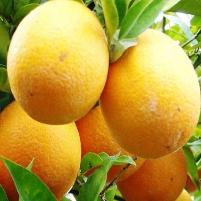 Апельсин Биондо Тардиво - Citrus sinensis Biondo Tardivo 