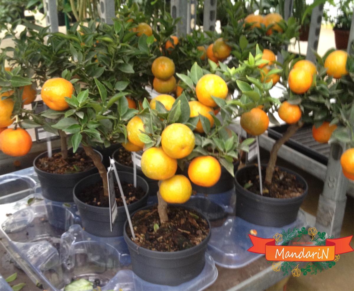 Апельсин цитрусовое дерево