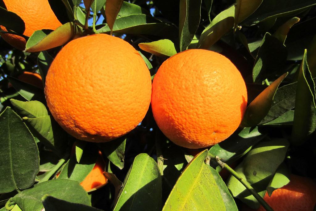 Апельсин Шамути - Сitrus sinensis Shamouti orange 