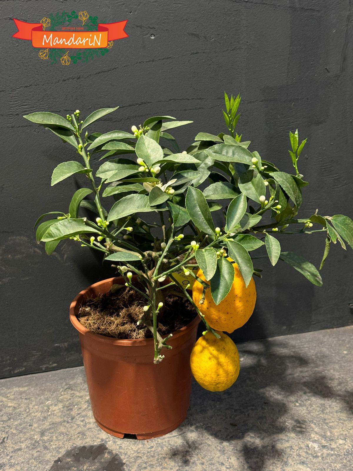 Купить Limone