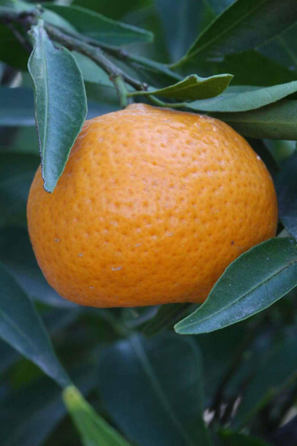 Апельсин ванильный Апирено - C. sinensis Avana Apireno Nucellare