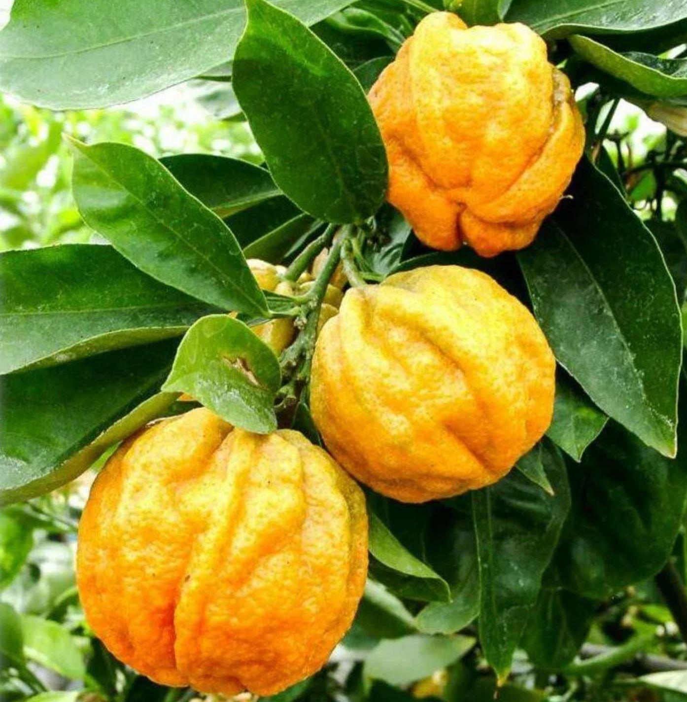 Апельсин каналикулата - Citrus canaliculata