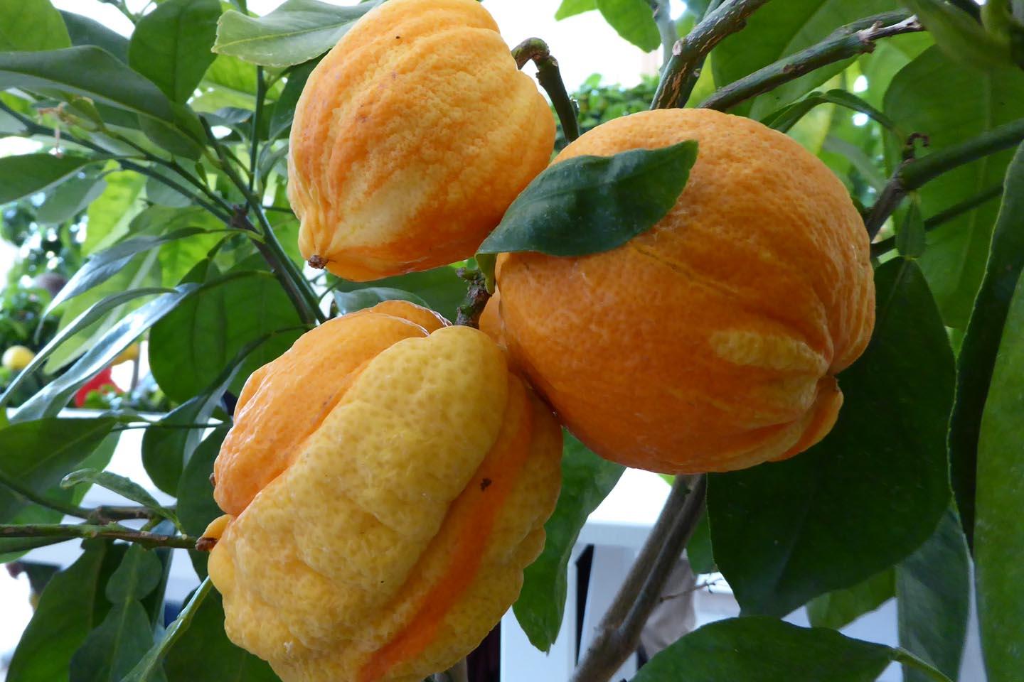 Апельсин Биццария - Citrus sinensis Bizzaria