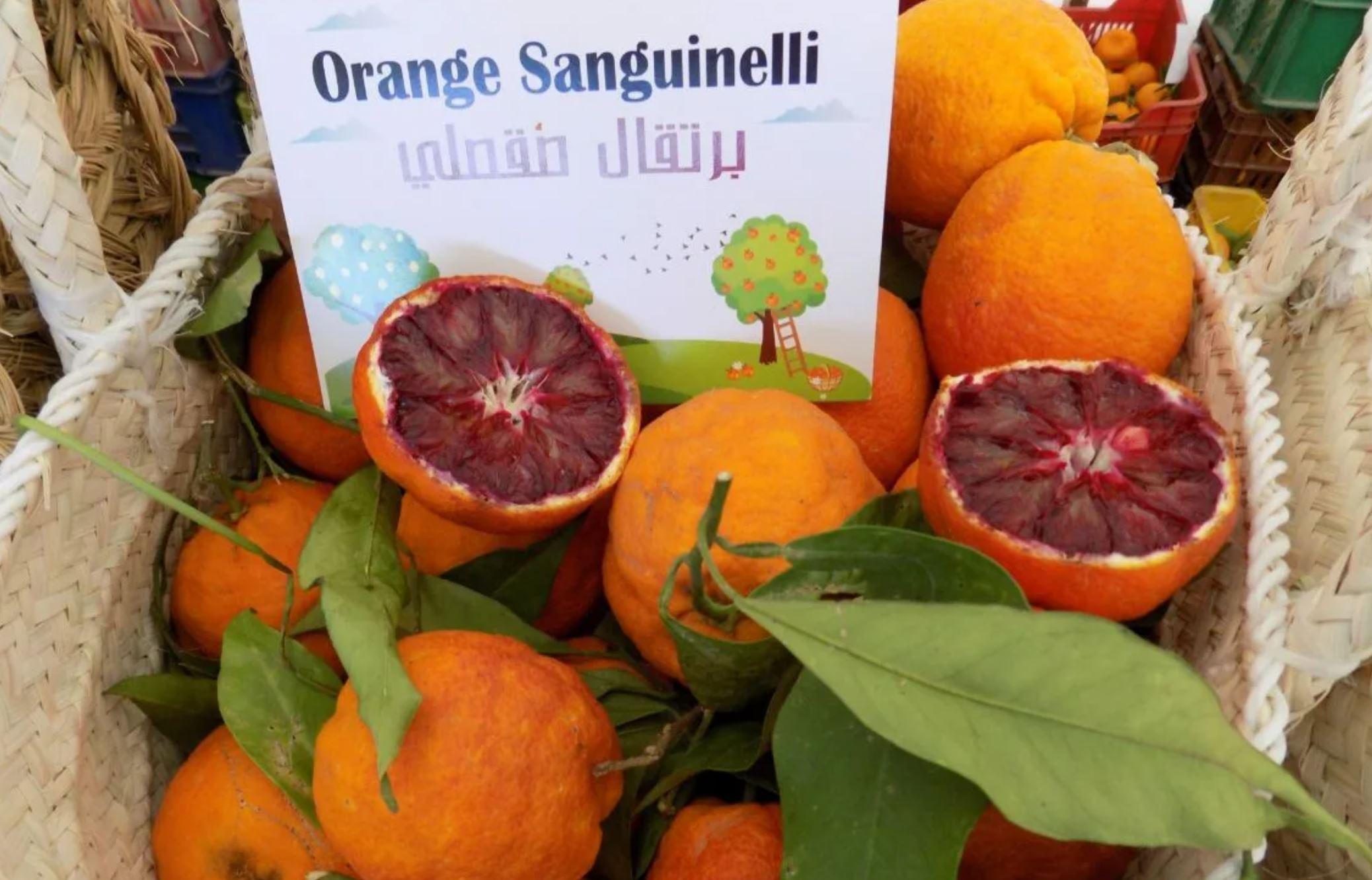 Апельсин Сангвинелли - C. sinensis Sanguinelli