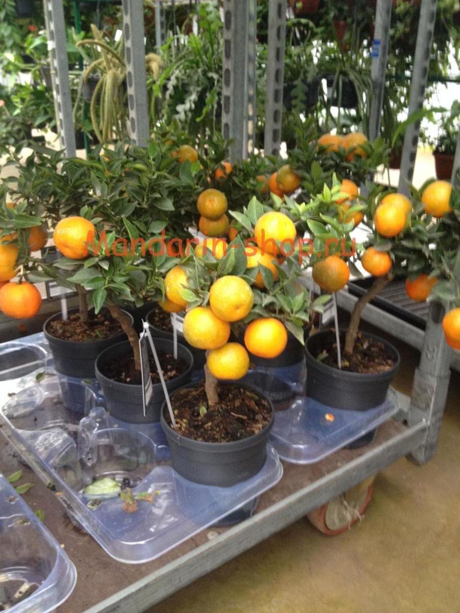 Апельсин Миртолистный - Citrus Chinotto D14 H30