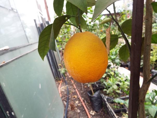 Апельсин Овале калабрезе - Citrus sinensis Ovale o Calabrese 