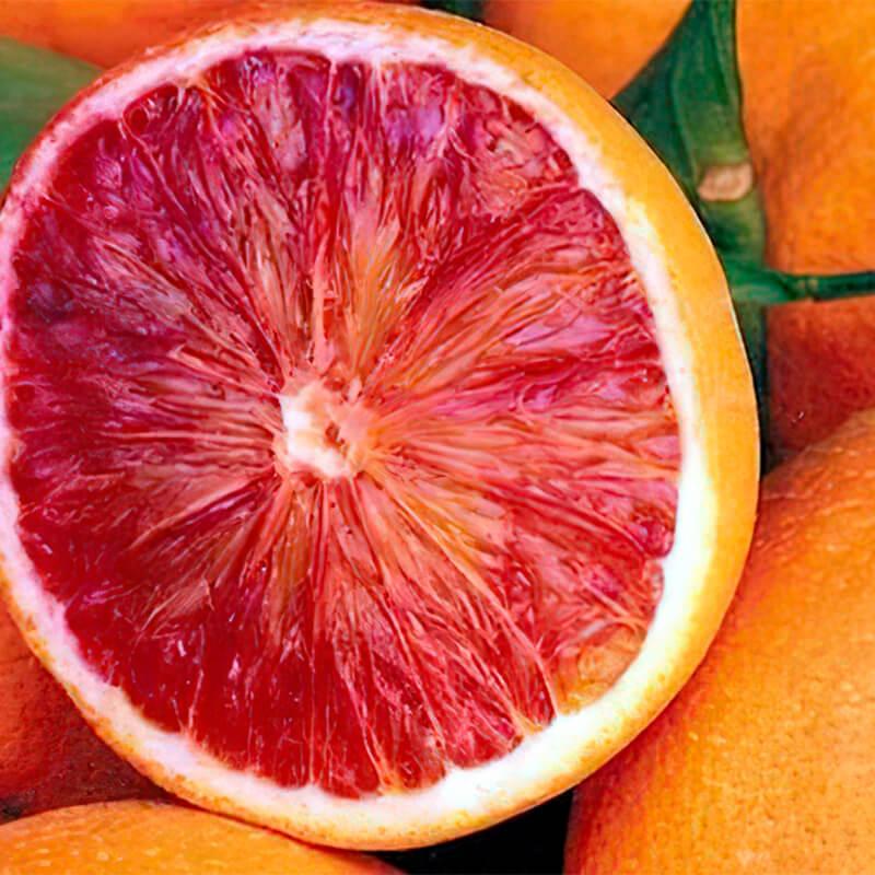 Апельсин Тарокко фолья ди несполо - C. Sinensis Tarocco Foglia Di Nespolo