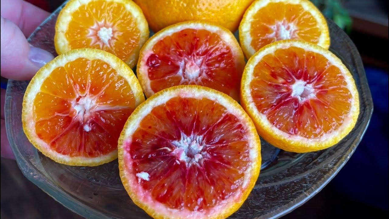 Апельсин Тарокко Россо - C. sinensis Tarocco rosso