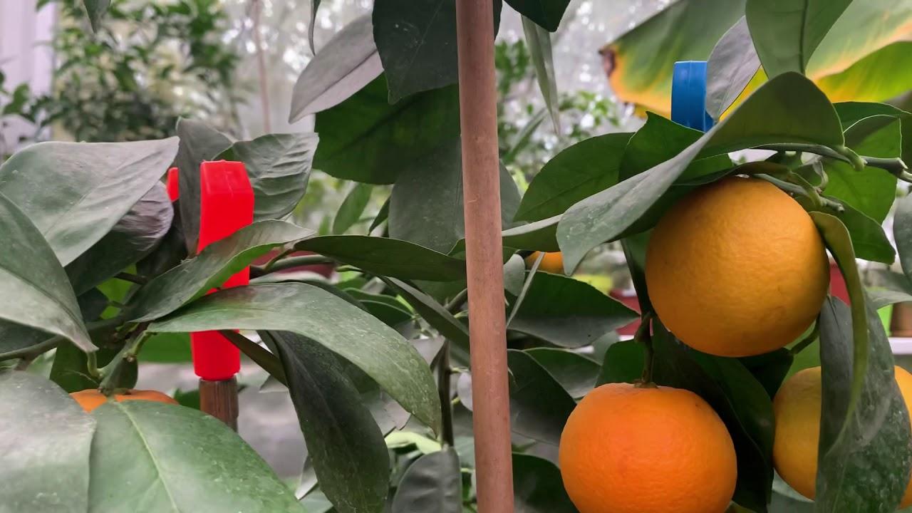 Апельсин Фрагола - Сitrus sinensis fragola