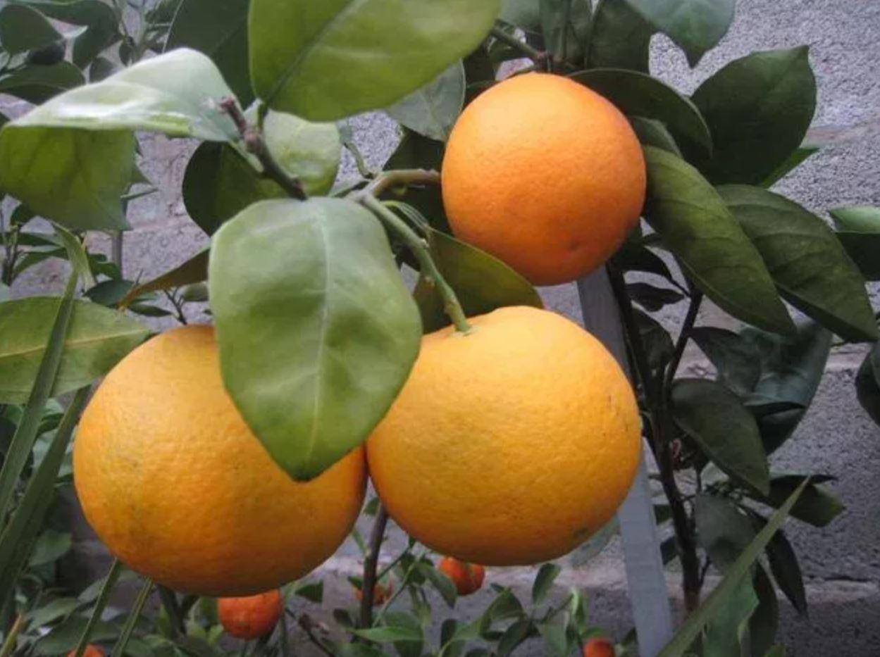 Апельсин Vaniglia Sanguigno