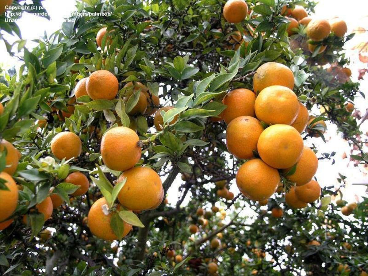 Дерево Апельсин