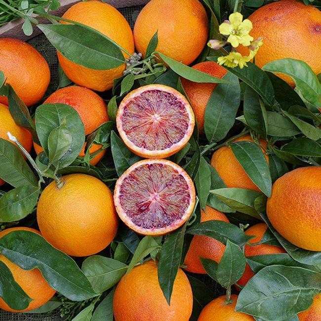 Апельсин Сангвинелло - C. sinensis Sanguinello