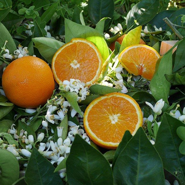Апельсин Валенсия - C. sinensis Valencia