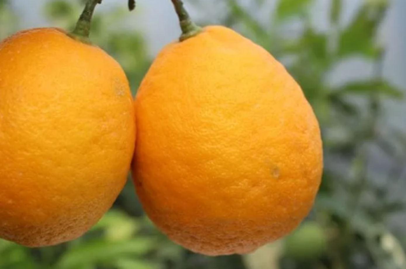 Апельсин Облунгус - C. sinensis Oblungus