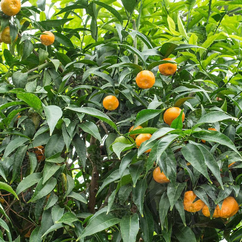 Citrus Clementina Spinoso
