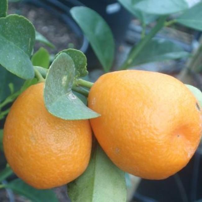 Цзянсуский кумкват или Фукушу кумкват или Кумкват Обовата - Citrus obovata или Fortunella obovata