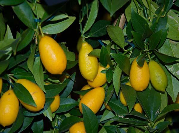 цитрус Лаймкват - Citrus Limequat