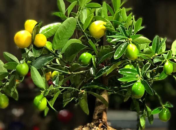 Дерево Лаймкват - Citrus Limequat