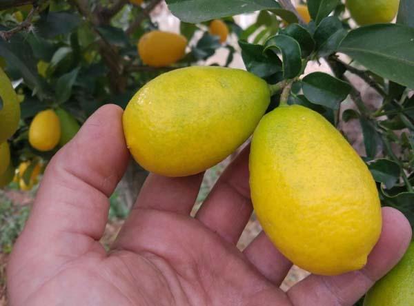 дерево Citrus Limequat