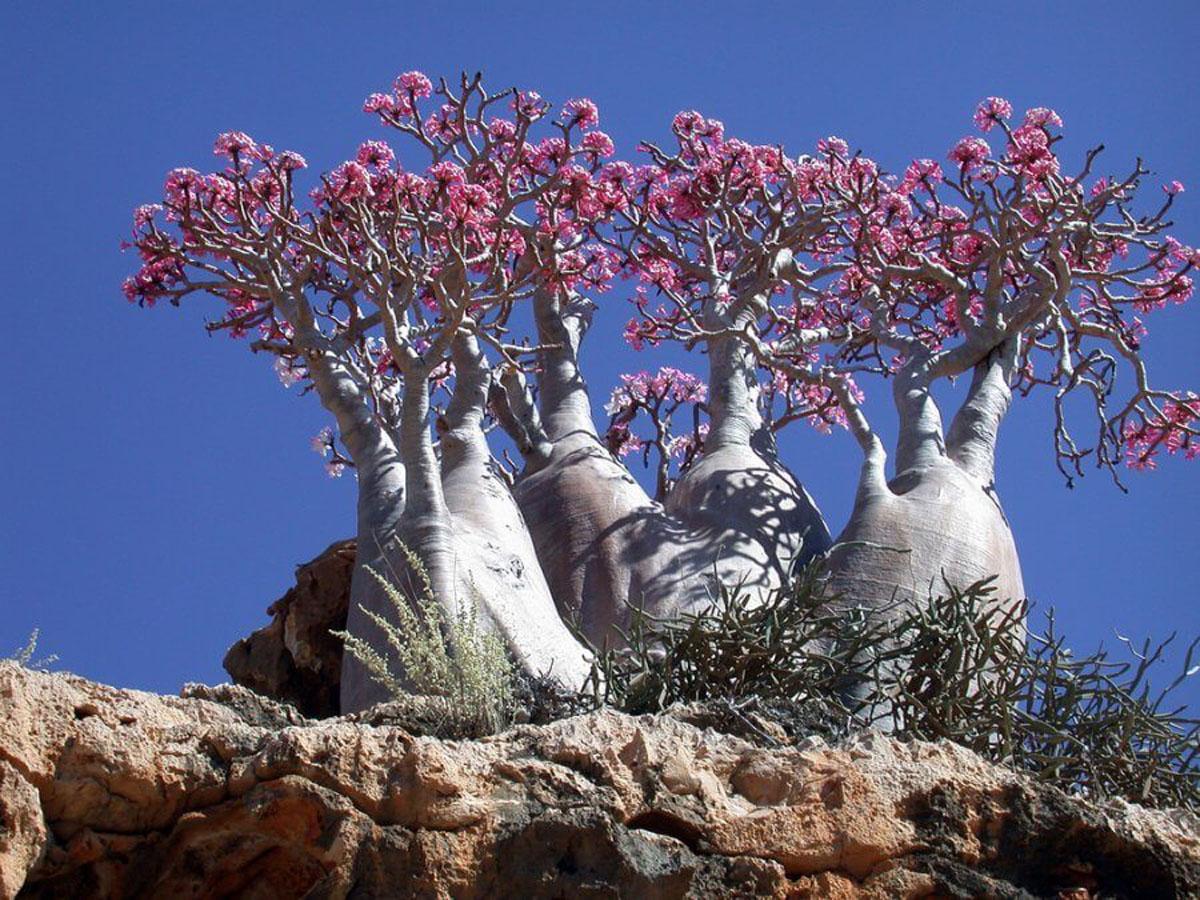 Адениум, Пустынная Роза в природе