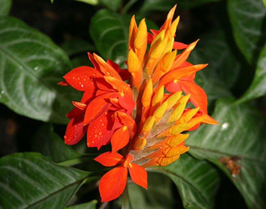 Афеландра цветок