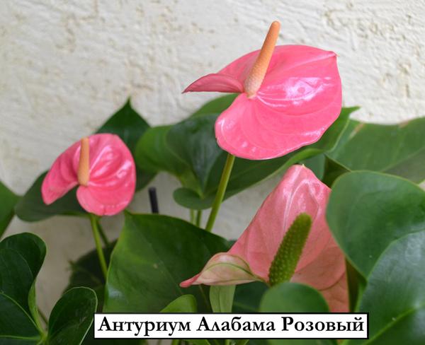 Антуриум Алабама Розовый - Anthurium Alabama Pink