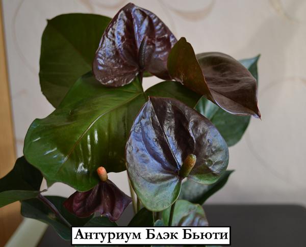 Антуриум Блэк Бьюти - Anthurium Black Beauty