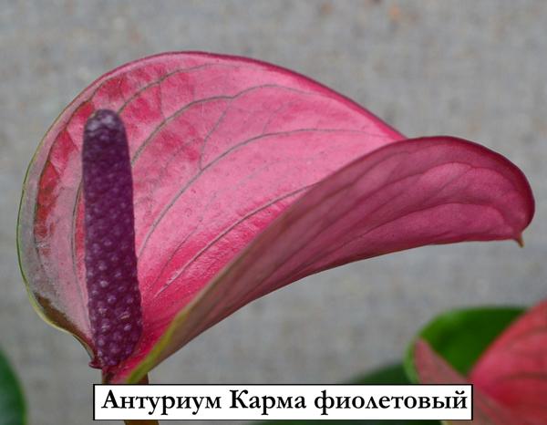 Антуриум Карма фиолетовый - Anthurium Karma Purple