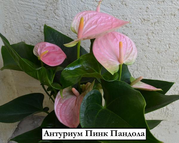Антуриум Пинк Пандола - Anthurium Pink Pandola