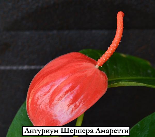 Антуриум Шерцера Амаретти - Anthurium Scherzerianum Amaretti