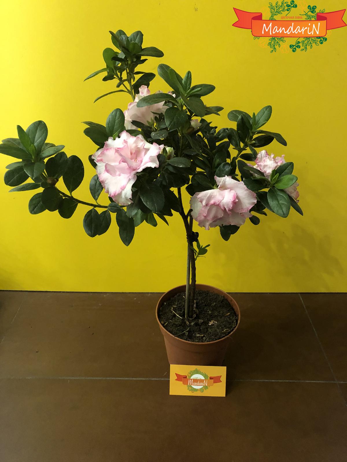 Азалия в интернет магазине цветов Мандарин