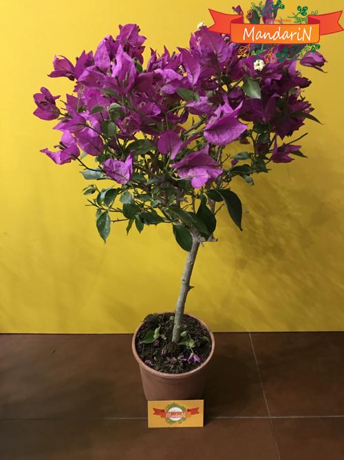 Бугенвиллея в интернет магазине цветов Мандарин