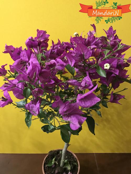 Бугенвиллея цветок фото