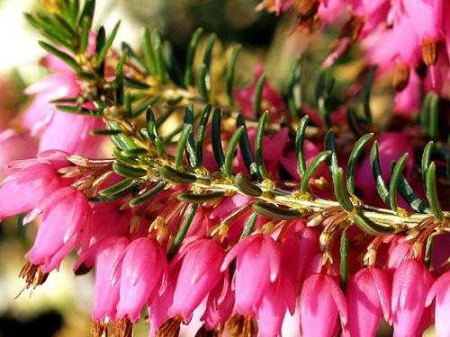 Вереск Эрика -  фото цветов