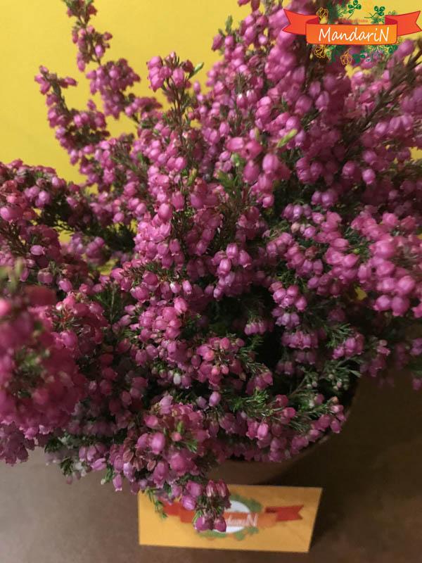 Вереск Эрика цветение в магазине цветов Мандарин