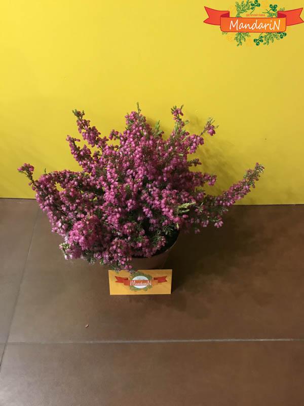 Вереск Эрика малиновый в магазине цветов Мандарин