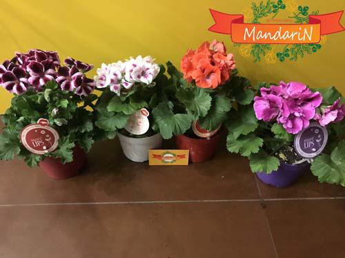 Герань (пеларгония) в интернет магазине цветов Мандарин