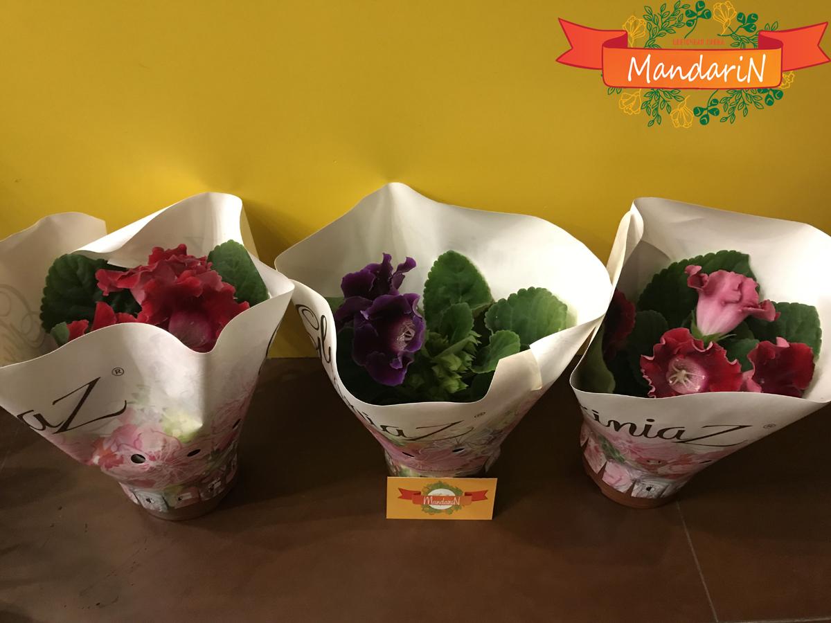 Глоксиния в интернет магазине цветов Мандарин - фото