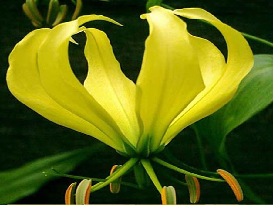 Глориоза в природе - фотография цветка