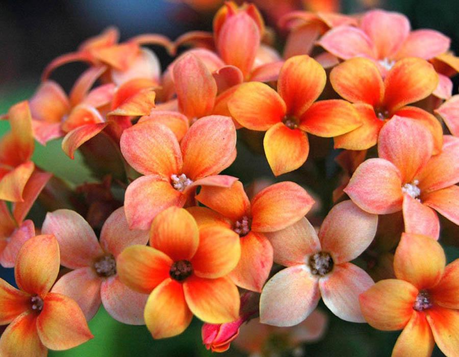 Каланхоэ или Каланхое цветы