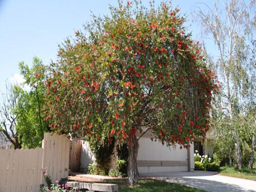 Каллистемон, Красивотычиночник, Краснотычиночник дерево на улице фото