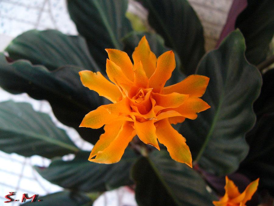 Калатея Кроката (шафранная) цветок фото