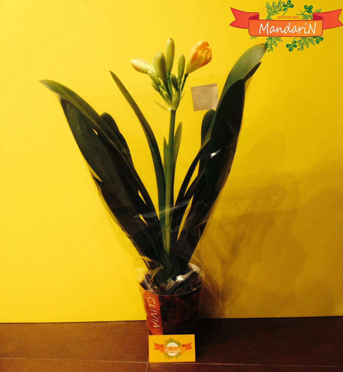 Кливия в интернет магазине цветов Мандарин - фото